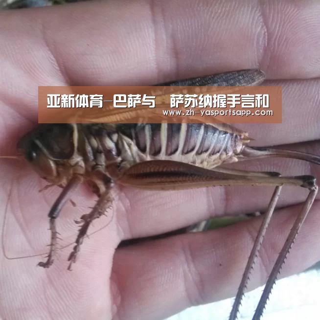 亚新体育